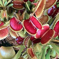 Carnivorous Plants