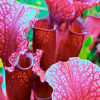 Carnivorous Plants