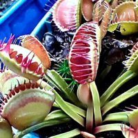 Carnivorous Plants