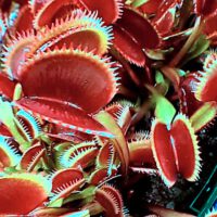 Carnivorous Plants