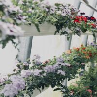 Apartment Gardening