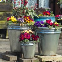 Container Gardening