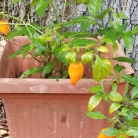 Container Gardening