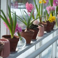 Container Gardening