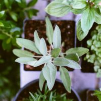 Container Gardening