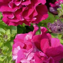 How Do You Start A Flower Garden For Beginners?