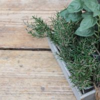 Herb Gardening