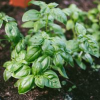 Herb Gardening