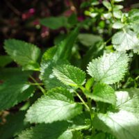 Herb Gardening