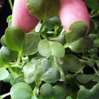 Indoor Microgreens