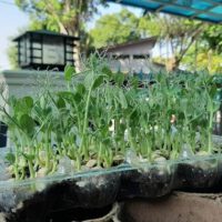 Indoor Microgreens