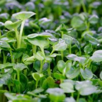 Indoor Microgreens