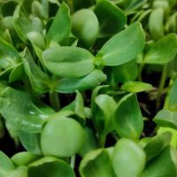 Indoor Microgreens