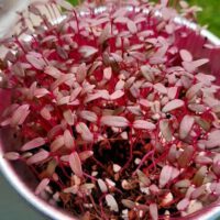 Indoor Microgreens