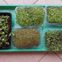 Indoor Microgreens