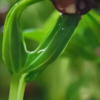 Indoor Microgreens