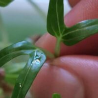 Indoor Microgreens