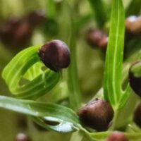 Indoor Microgreens