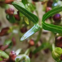 Indoor Microgreens