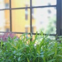 Indoor Microgreens