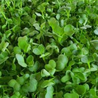 Indoor Microgreens