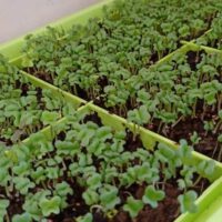 Indoor Microgreens