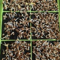 Indoor Microgreens