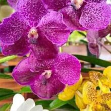 What Are the Easiest Orchids to Grow?