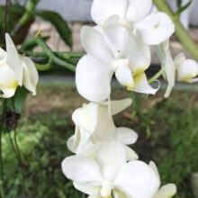 How Do You Tell the Difference Between an Orchid Stem and a Root?