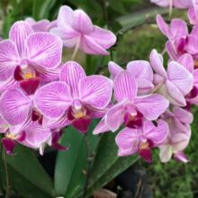 How Do You Keep Orchids Bloating?