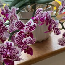 How Do You Make Orchid Potting Mix at Home?