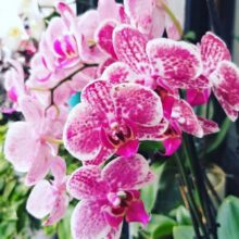 What is the Most Common Type of Orchid?