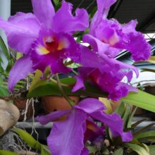 How Do You Take Care of Potted Orchids?