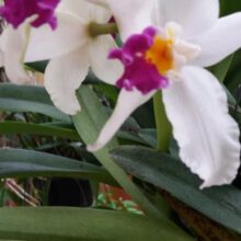 What Are Large Orchids Called?