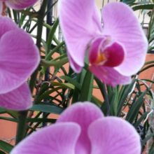 What is the Life Expectancy of an Orchid?