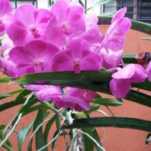 What Type Of Orchids Blooms Periodically?