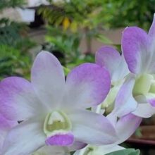 When Should You Repot Orchids?