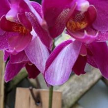 Where Do You Cut The Orchid After the Blooms Dropped Off?