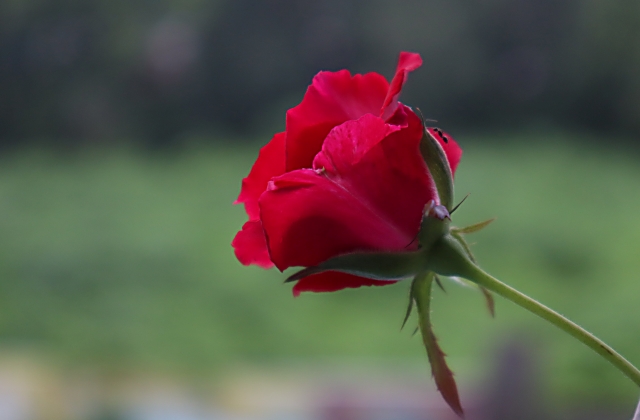 how-do-you-prune-roses-for-the-winter