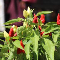 Vegetable Gardening