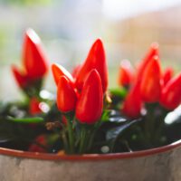 Vegetable Gardening