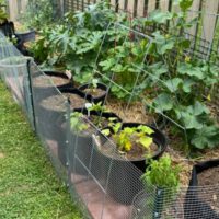 Vegetable Gardening