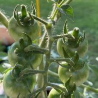 Vegetable Gardening