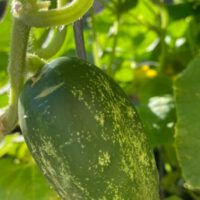 Vegetable Gardening