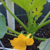 Vegetable Gardening