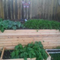 Vegetable Gardening