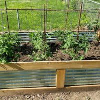 Vegetable Gardening